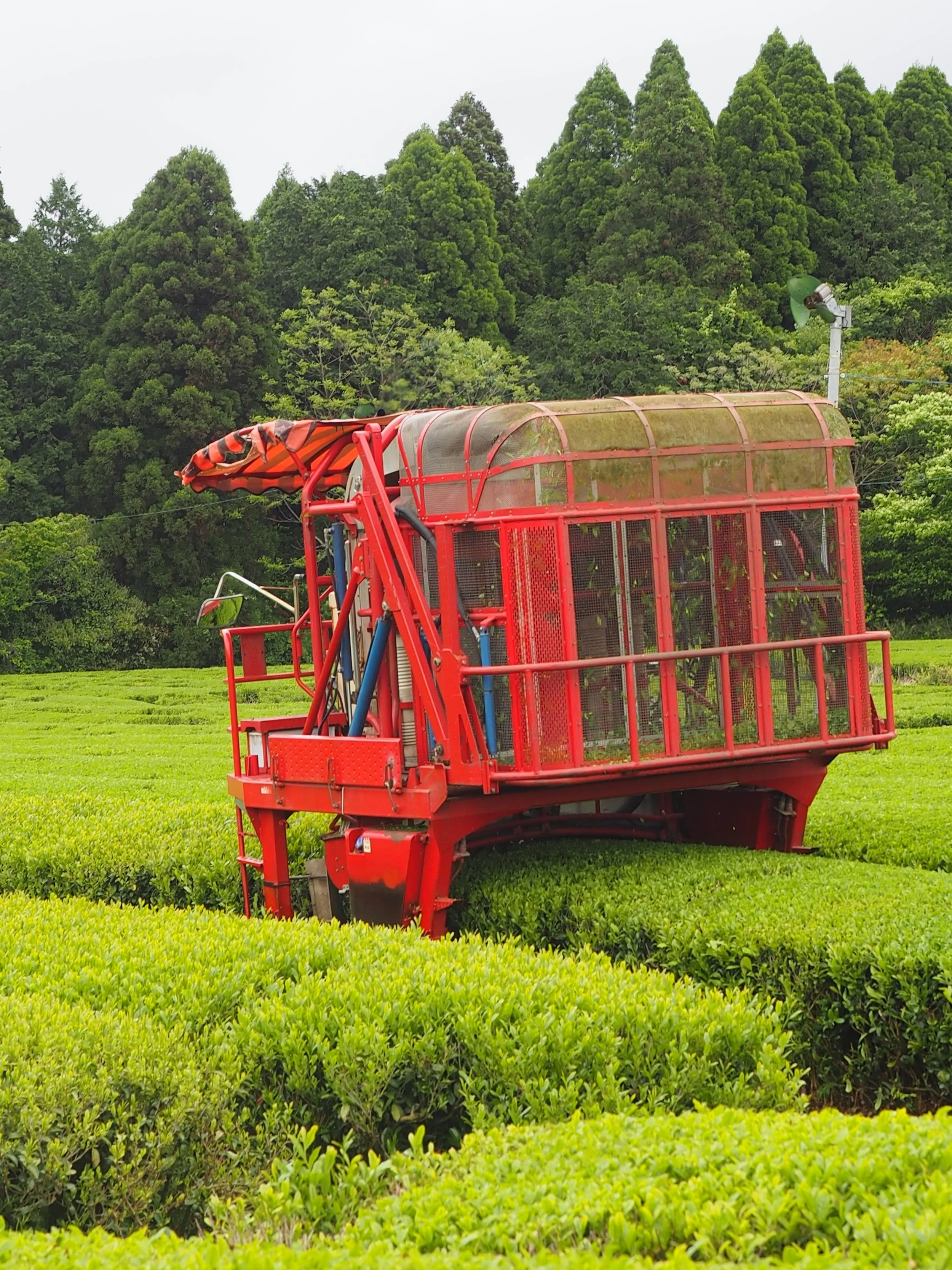 From the Fields: Life as a Fifth-Generation Tea Farmer — The
